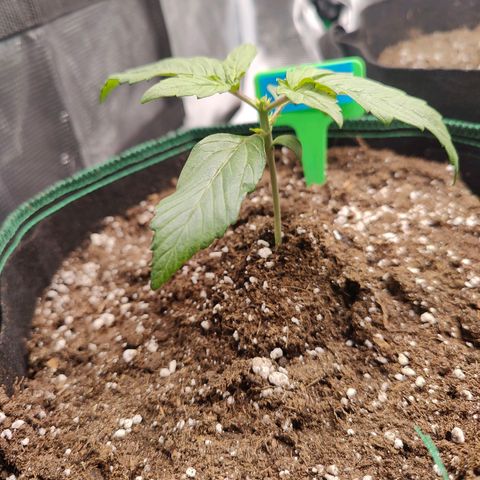 Royal Bluematic growlog timeline photo