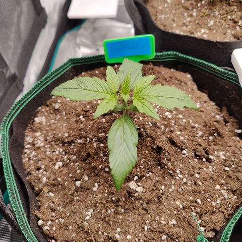 Royal Bluematic growlog timeline photo