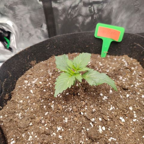 Purple Queen growlog timeline photo