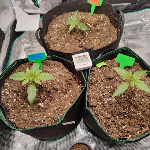 Royal Kush Automatic growlog timeline photo