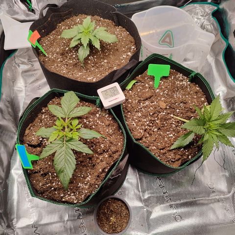 Royal Kush Automatic growlog timeline photo