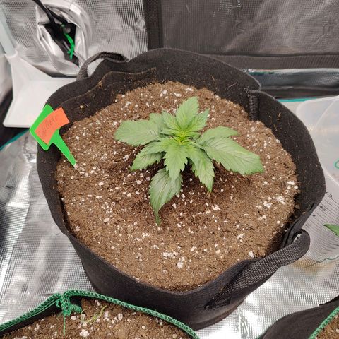 Purple Queen growlog timeline photo