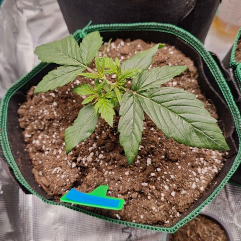 Royal Bluematic growlog timeline photo