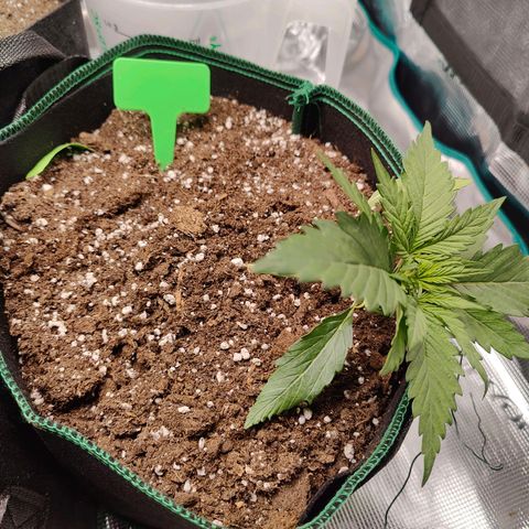 Royal Kush Automatic growlog timeline photo