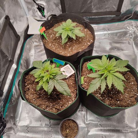 Royal Kush Automatic growlog timeline photo