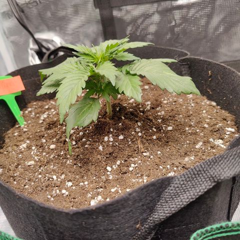Purple Queen growlog timeline photo
