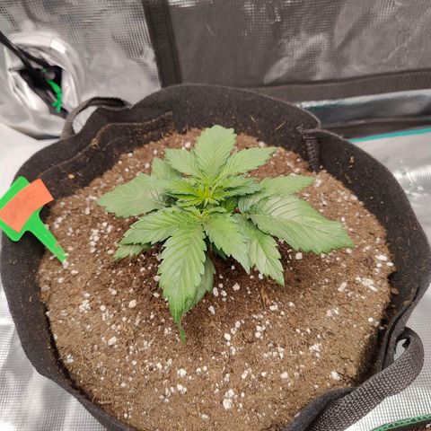 Purple Queen growlog timeline photo