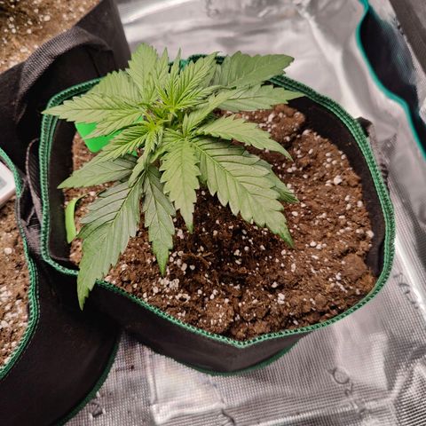 Royal Bluematic growlog timeline photo