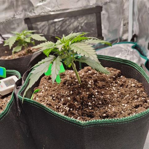 Royal Bluematic growlog timeline photo