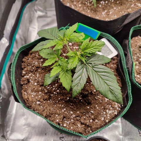 Royal Kush Automatic growlog timeline photo