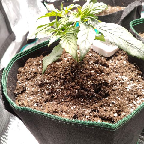 Royal Kush Automatic growlog timeline photo