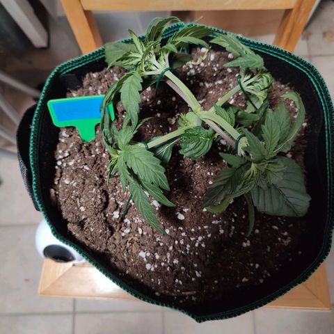 Royal Bluematic growlog timeline photo