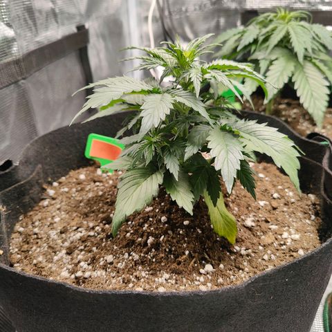 Purple Queen growlog timeline photo