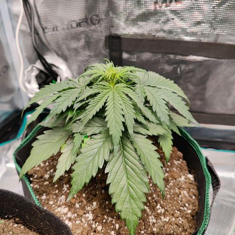 Royal Kush Automatic growlog timeline photo