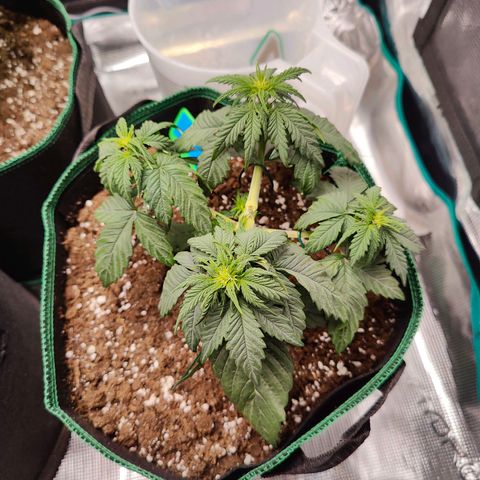 Royal Bluematic growlog timeline photo