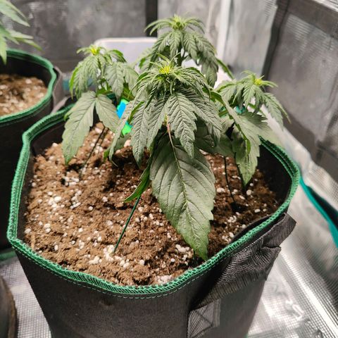 Royal Bluematic growlog timeline photo