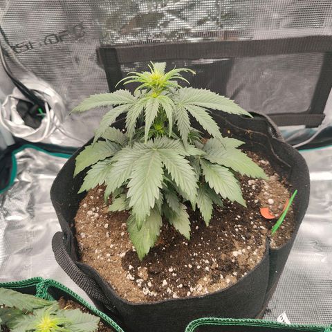 Purple Queen growlog timeline photo