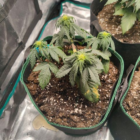 Royal Bluematic growlog timeline photo
