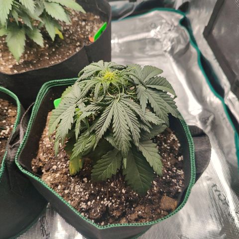 Royal Kush Automatic growlog timeline photo