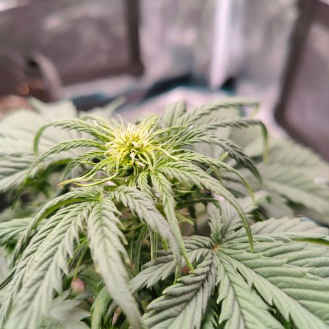 Royal Kush Automatic growlog timeline photo