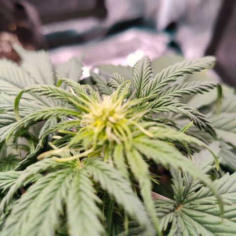 Royal Kush Automatic growlog timeline photo