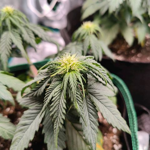 Royal Bluematic growlog timeline photo