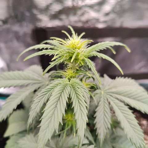Purple Queen growlog timeline photo