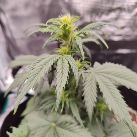 Purple Queen growlog timeline photo