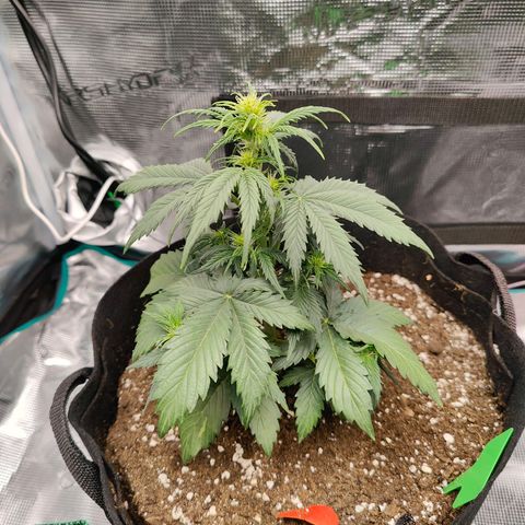Purple Queen growlog timeline photo