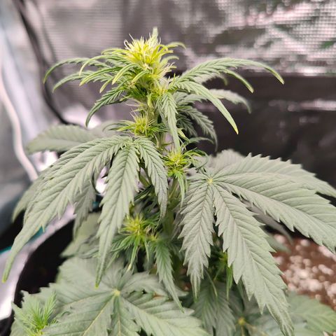 Purple Queen growlog timeline photo