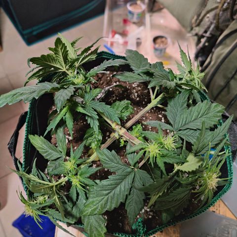 Royal Bluematic growlog timeline photo