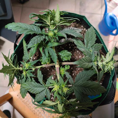 Royal Bluematic growlog timeline photo