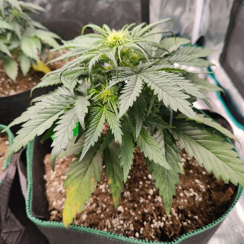 Royal Kush Automatic growlog timeline photo