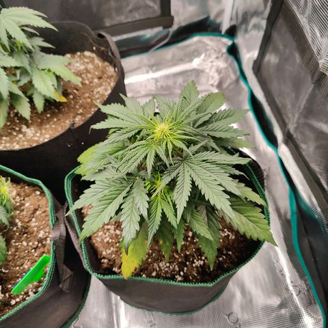 Royal Kush Automatic growlog timeline photo