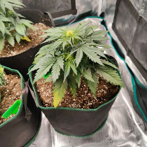 Royal Kush Automatic growlog timeline photo