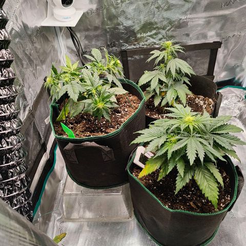 Royal Kush Automatic growlog timeline photo