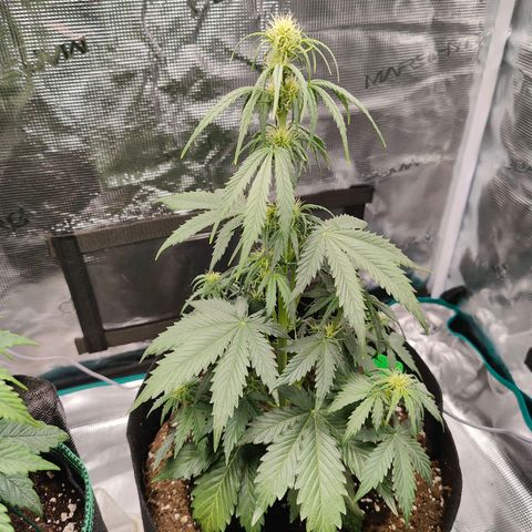 Purple Queen growlog timeline photo