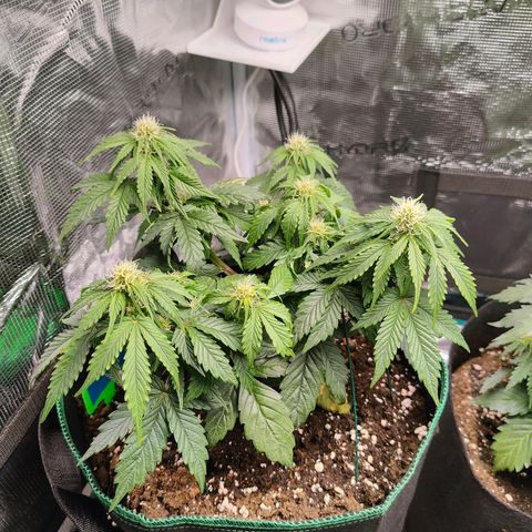 Royal Bluematic growlog timeline photo