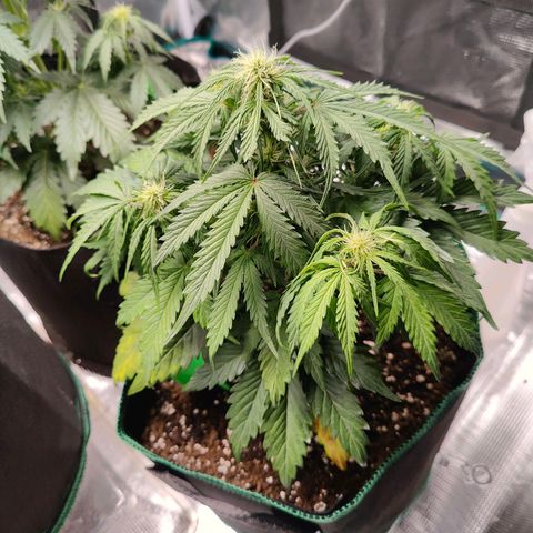 Royal Kush Automatic growlog timeline photo