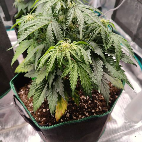 Royal Kush Automatic growlog timeline photo
