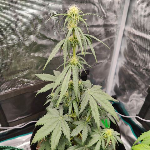 Purple Queen growlog timeline photo