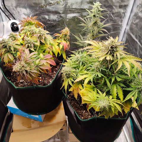 Royal Kush Automatic growlog timeline photo