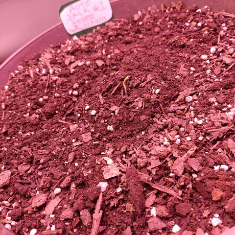 Auto Jack Herer #1 growlog photo: 9:00