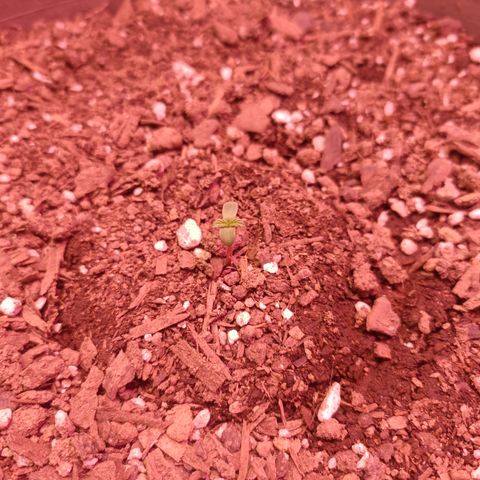 Auto Jack Herer #1 growlog photo: 2do día de vida