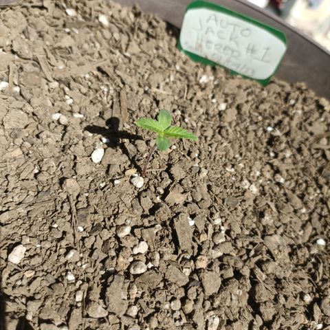 Auto Jack Herer #1 growlog timeline photo