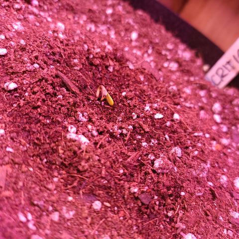 Auto Critical  growlog photo: (Auto Critical) Se asomó la Critical, se empezó con fotoperiodo 20/4 bajo 100W de LED COB full spectrum y un quantum board de 600W.