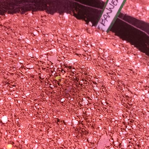 Bruce Banner Auto  growlog photo: (Bruce Banner) Brotó la planta del sustrato, fotoperiodo 20/4.