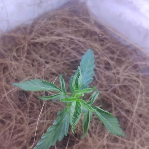 Banana OG growlog timeline photo