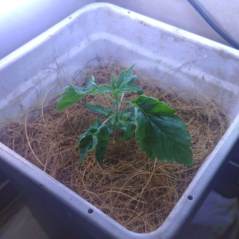 Banana OG growlog timeline photo