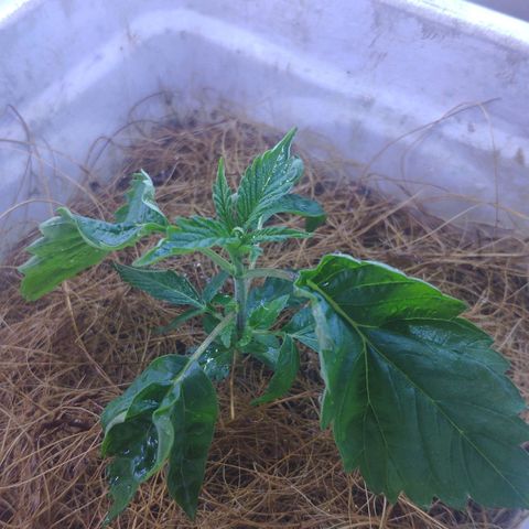 Banana OG growlog timeline photo